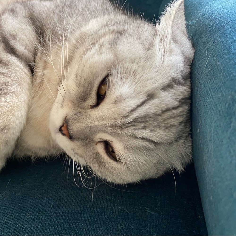 Meet your Posher, Resolve